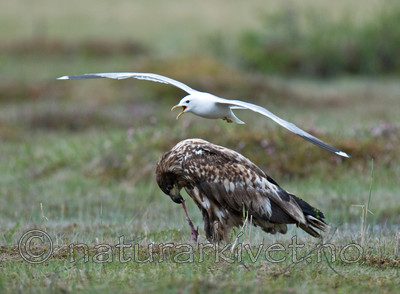 BB 09 0080 / Haliaeetus albicilla / Havørn <br /> Larus canus / Fiskemåke